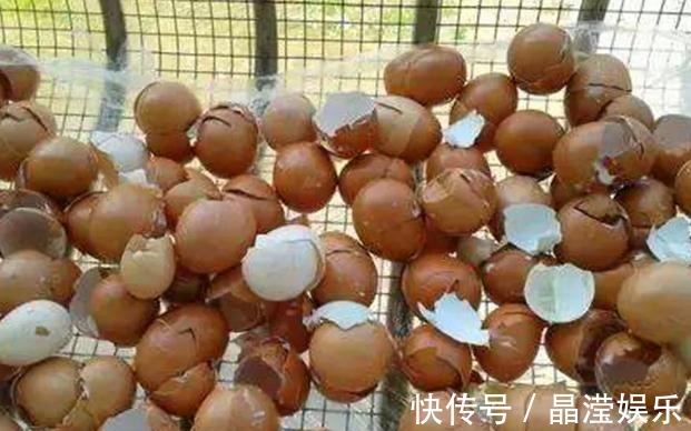 鸡蛋壳养花效果到底是怎么样,你了解过嘛