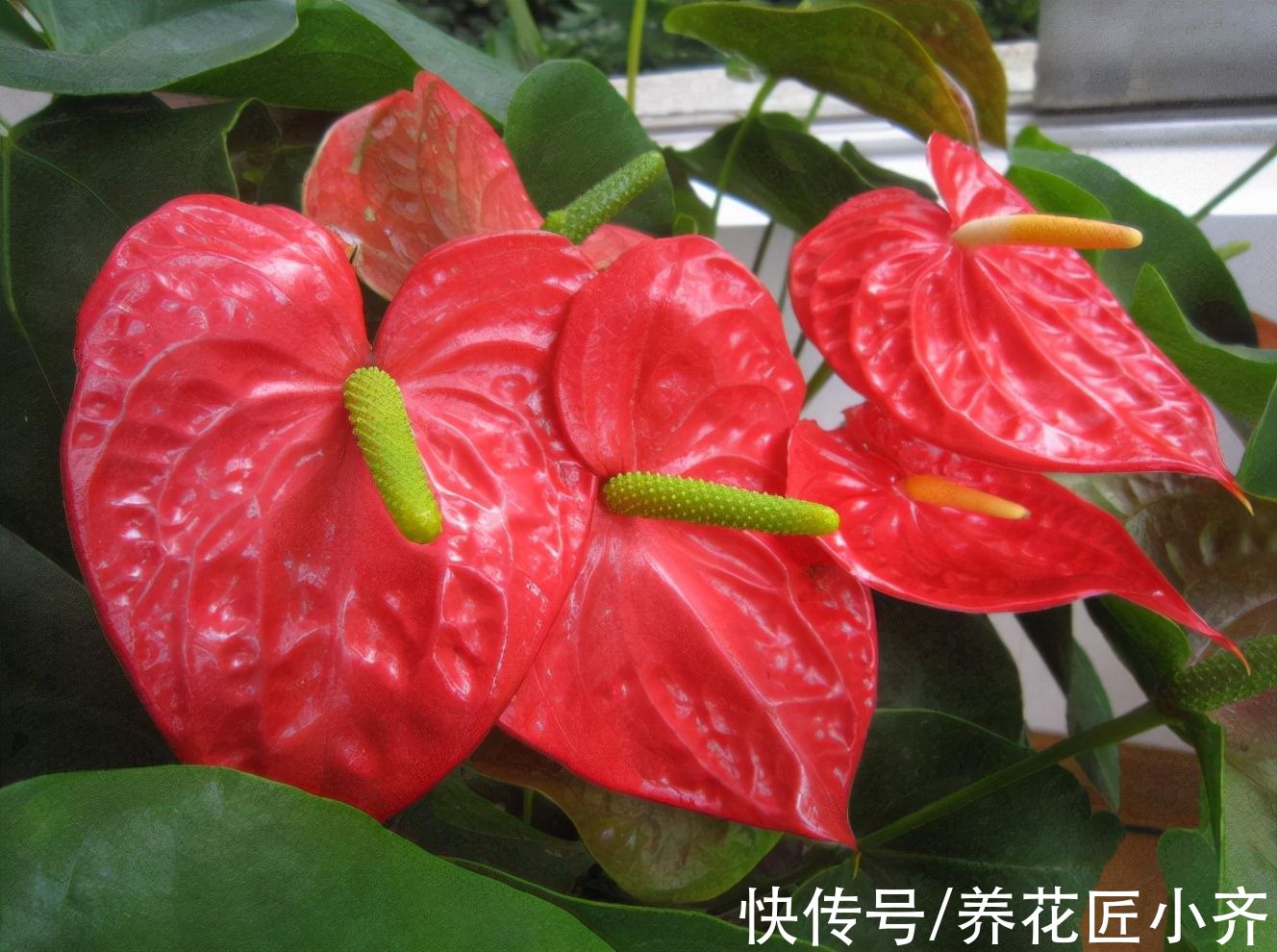 红掌花期长寓意好,家中注意4点,叶片绿的发亮,红花接连开放