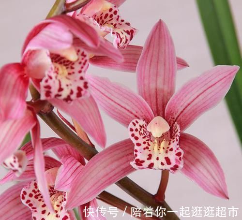 获得4次金奖的兰花，开花后美艳动人，气味芳香，新老兰友都能养