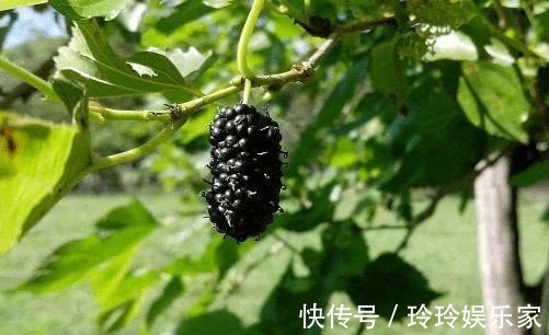 健脾|人到中年，推荐常吃3种食物，促食欲，健脾胃，保护心血管！