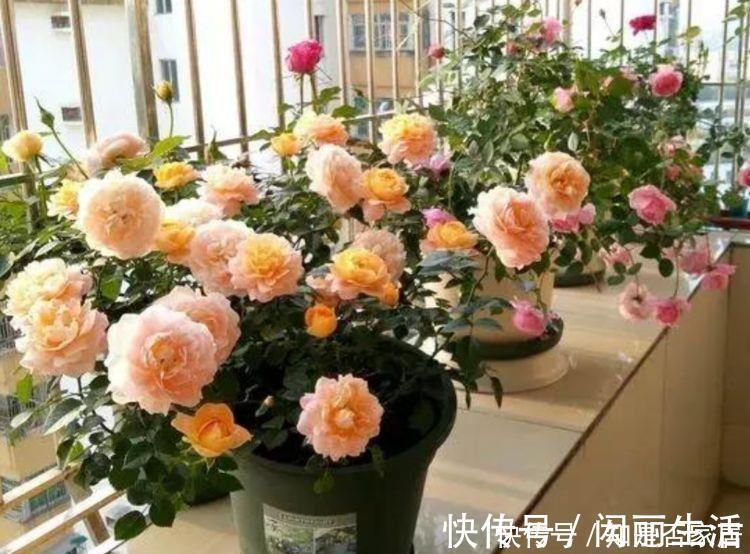 生命力|生命力顽强的4种花，生根快，沾土就活，7天就开花