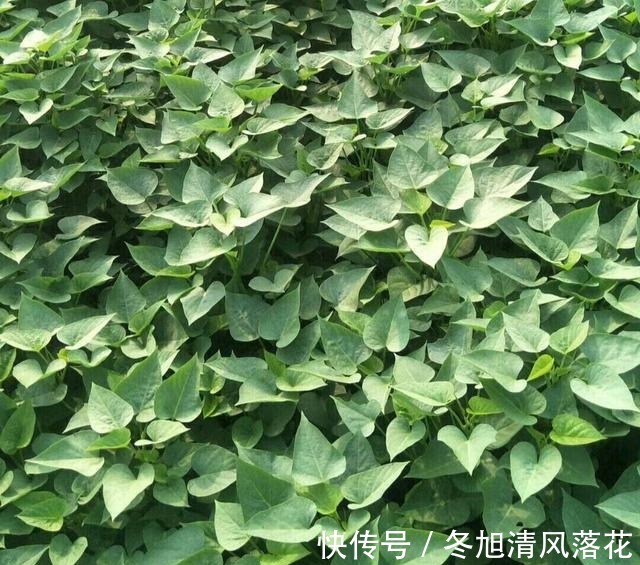 这种叶子人称蔬菜皇后，农村吃不完，城里有钱买不到，鲜嫩正当季！