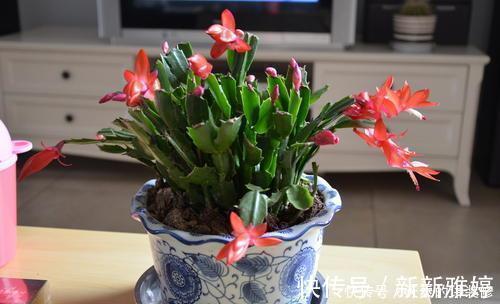 叶片|张大妈养蟹爪兰,只浇一种水,10天浇一次,11月就能开出好多花