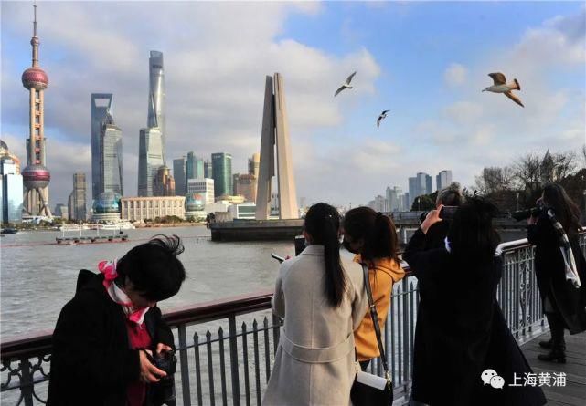 白雪|浦江畔的银鸥翩翩起舞，一起来赏美图