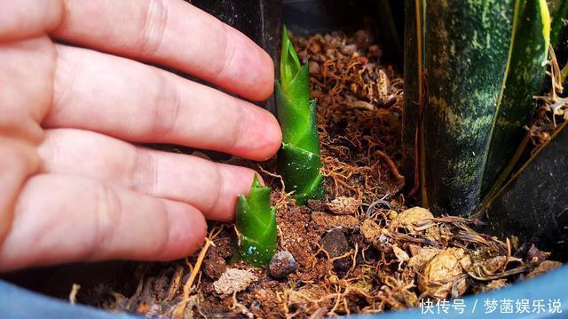 虎皮兰不爱出小芽?从4个方面“喂饱”它,小芽一个接一个