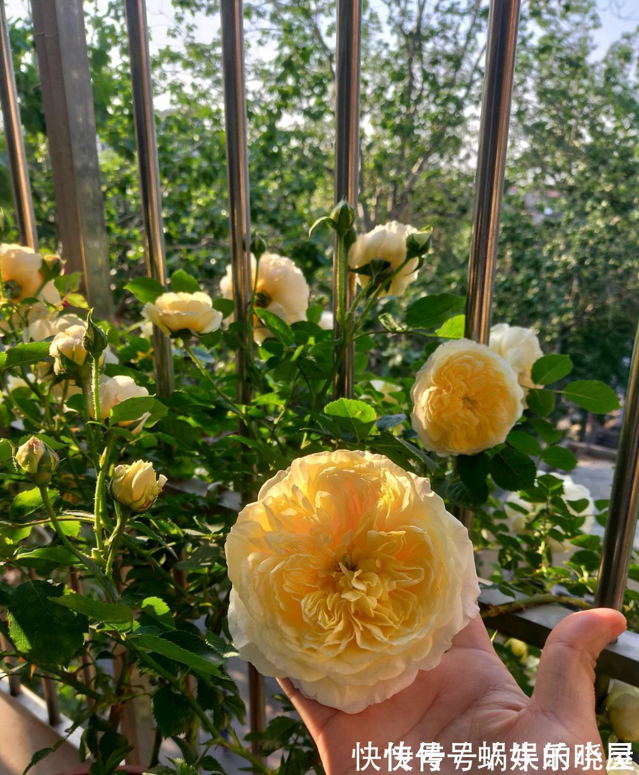 花墙|又美又香的花,花量大,多季开花,可做花墙,阳台也能种