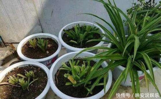 光照|吊兰“干尖黄叶”,注意3个方面“不达标”,别忽视!