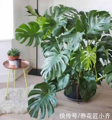 脸大|你还养不好龟背竹吗?养花高手都用这方法,叶子长得比脸大