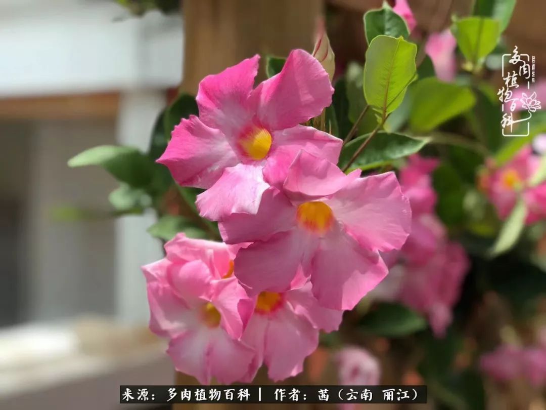 一年四季不同景，一院多肉陪我后半生！