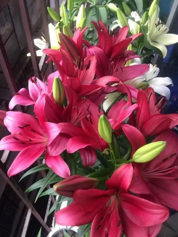 家里养此款花卉,便宜又好养,净化空气又美容,家家都有