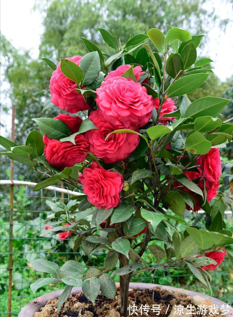 公认难养的10种“漂亮花”，没有几年养花经验，建议别买回家