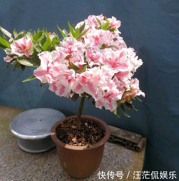 枝条|夏季养杜鹃花盆景,只做一件事,来年开花爆盆造型美,好看要行动
