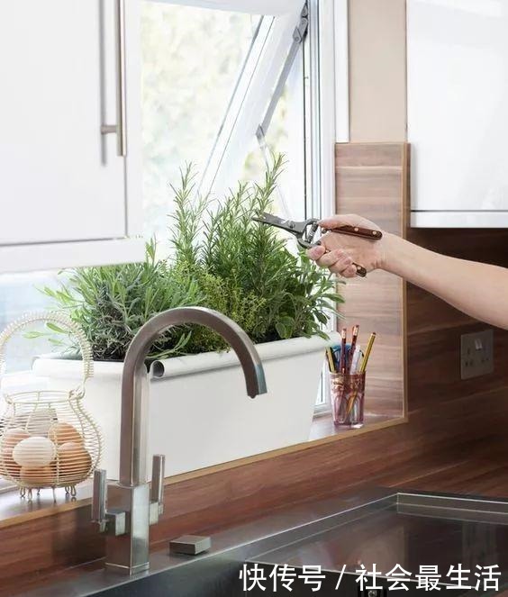 外国人发明的“室内小菜园”,一年四季长爆盆,太神奇了……!