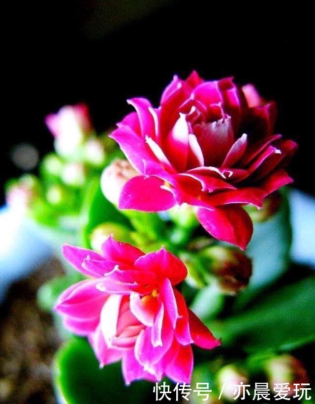 迎刃而解|长寿花不长花苞,那就用这招,问题迎刃而解