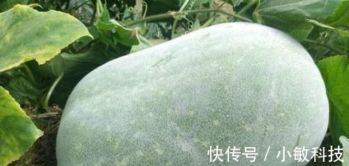 芦荟|女性养生,常吃三种食物,补充营养,延缓衰老,提高免疫力