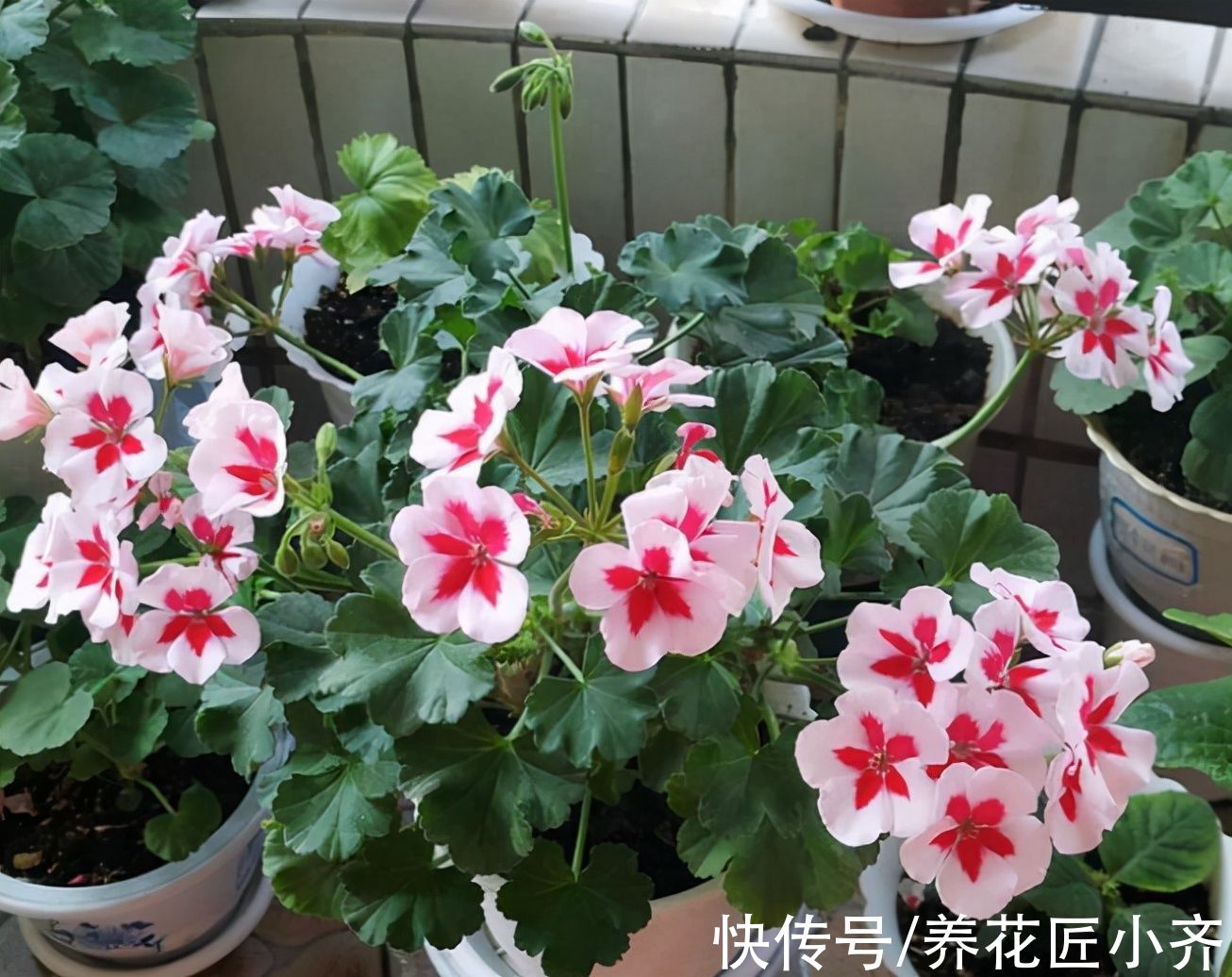 想养好天竺葵，要记住“4点”，即使是新手，也能养爆盆