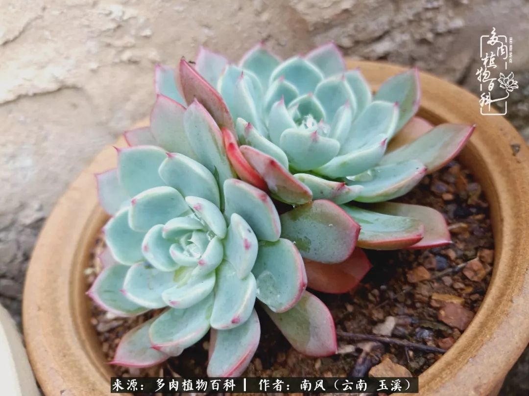 从小喜欢绿植，后来遇见多肉，情不知所起，那就再接再厉！