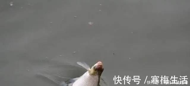 神经素|钓鱼老是空军?掌握这几个细节,新手也能爆护