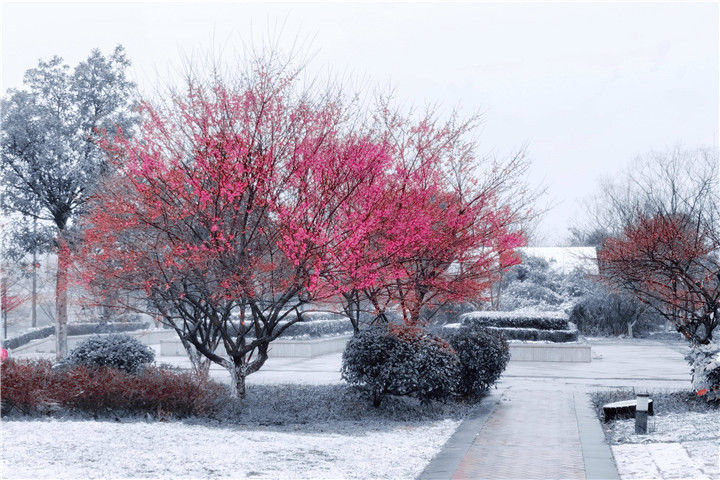 真的下雪了！外面已经一片雪白，快看傲梅斗雪