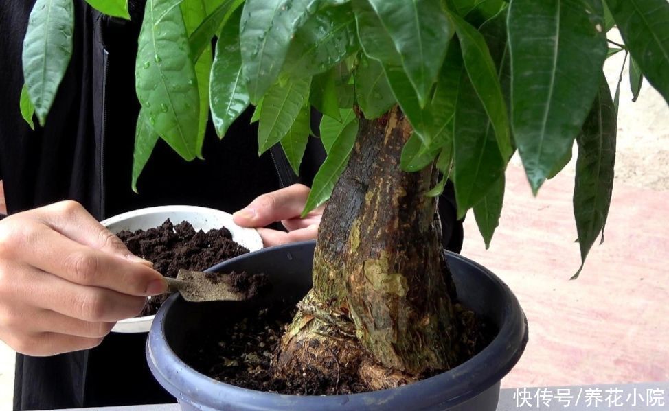 发财树|5月养发财树，别只靠浇水，用上“2种肥”，枝叶长得更繁茂