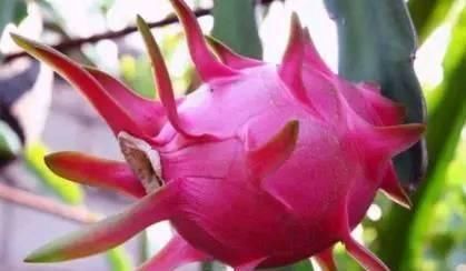 维生素b|女性不想长皱纹,以下水果要多吃,淡化色斑,延缓衰老,滋养身心