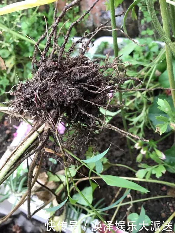 种花|3种花人称“夏必死”,买一盆死一盆,新手小白别忽视