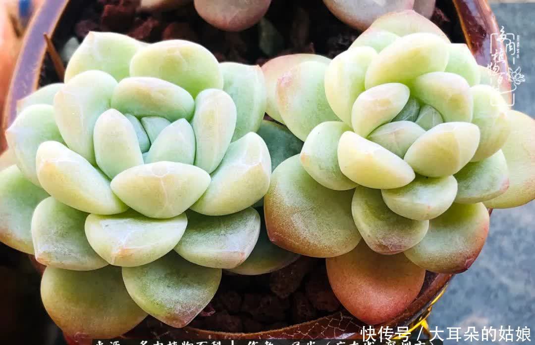 春风化雨,润物无声,爱上多肉,欲罢不能!