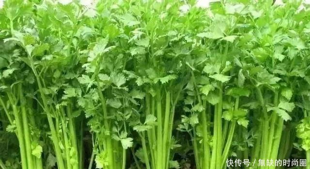  减肥|这菜浑身是宝，铁含量是番茄的二十倍，还可美容减肥，女性要常吃