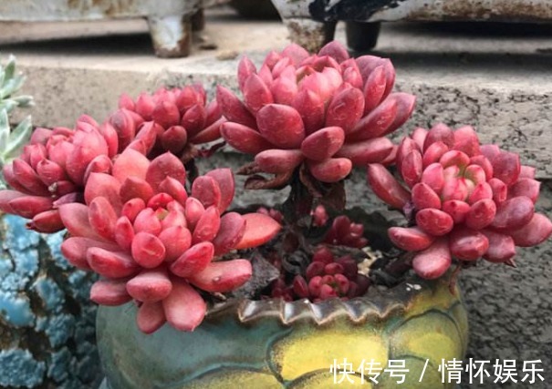 养“红宝石”时,叶片总带“绿色”,教你用几招,不久变得红彤彤