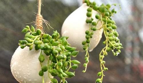 如何让佛珠吊兰越长越美？把握好4个环节，装扮窗台不是梦