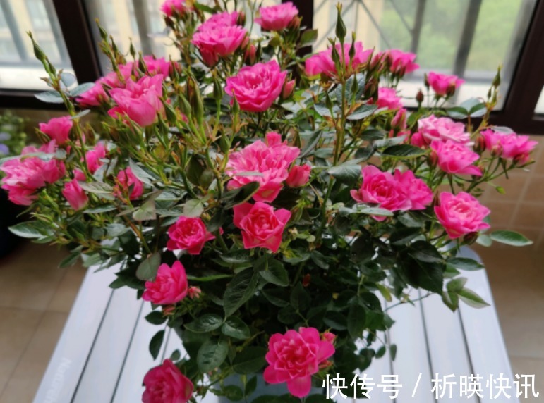肥料|此花号称“开花机器”，居家盆栽牢记4点，开花繁殖能力特强