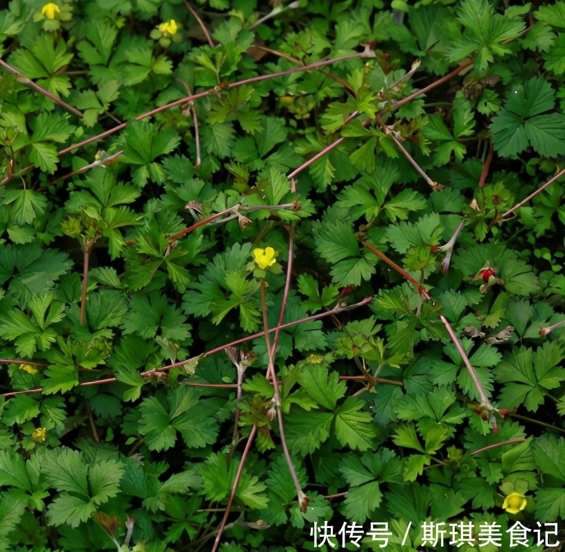 父母|有種野果叫蛇莓，比草莓還好吃，大人卻說不能吃，為啥？