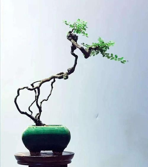 山格木盆景能在北方养护吗,养护需要注意什么