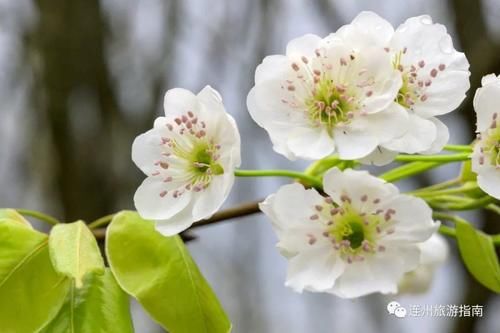 连州上万亩梨花轻舞飞扬，不负春光不负卿