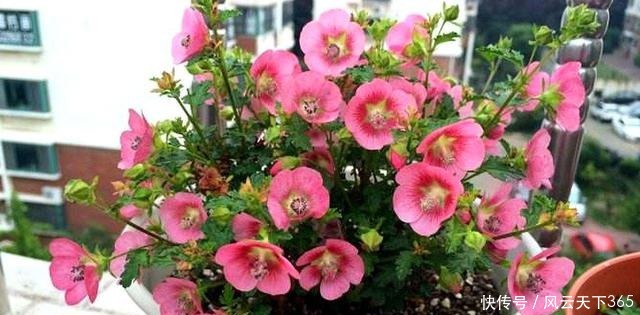 漂亮|夏天养花就养此3种,好养易活开花漂亮,夏天也能养出小花园