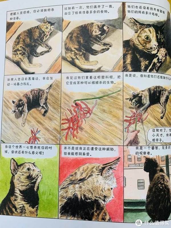 猫生|爆笑治愈的猫生漫画,你不是猫,你怎么知道猫怎么想?