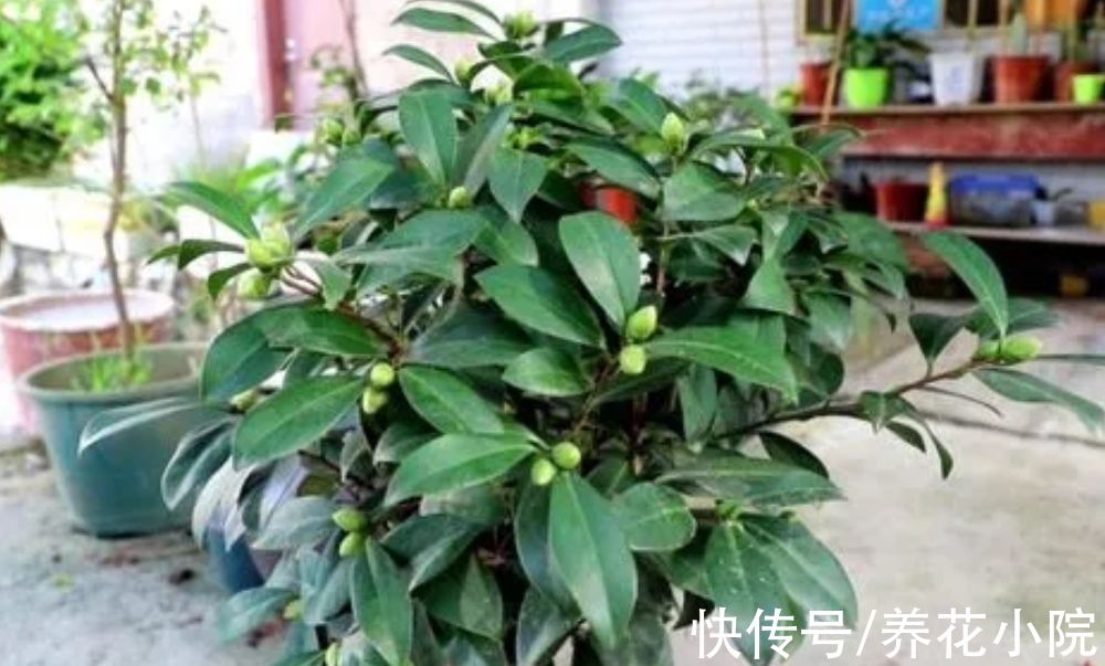 酸性|茶花不好养？掌握5个“技巧”，就能养得花繁叶茂