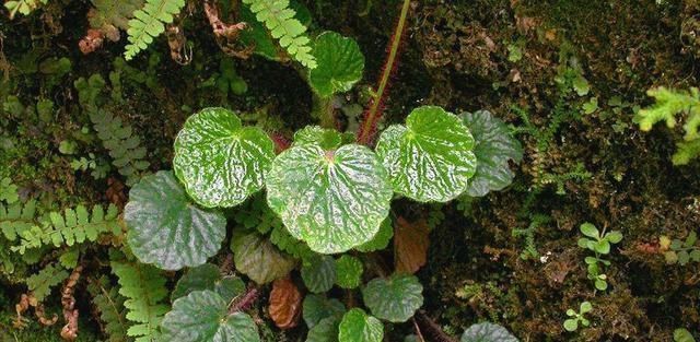  生长|有种小野草能开花，盆植无光也能活，可爱却很霸气