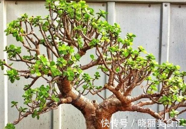 金枝玉叶不娇贵,满足“三习性”,即使不浇水,每天也能长一片叶