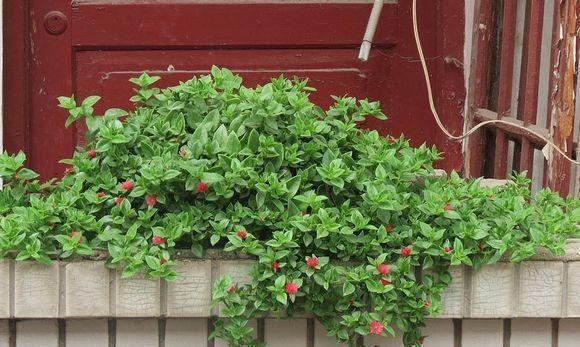 盆栽牡丹吊兰,2种养法,勤人“养成菜”,懒人“花爆盆”