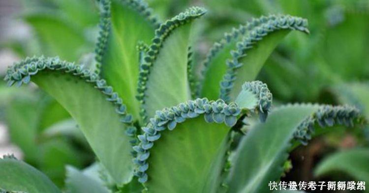 4种花自带财运，家里养一盆，招财纳福好运来，给点水就疯长！