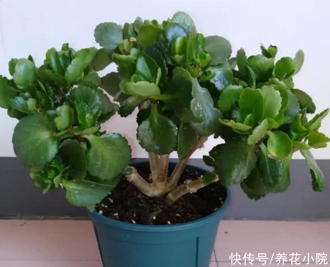 施肥|6月养长寿花,讲究“3少1多”,做到这几点,长得旺状态好