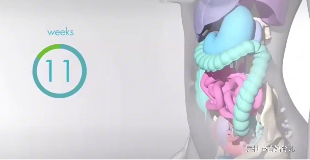 血液|怀孕之后,胎儿把妈妈的内脏挤到哪去了?十张高清图带你了解