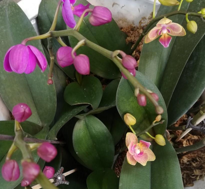 蝴蝶兰出现腐烂的情况,剪掉一些,养一下就又能养出大粗跟!