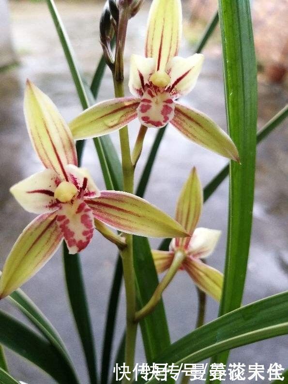 修剪|建兰要想开花，养护要记住“4个巧妙”，花朵开得才会多