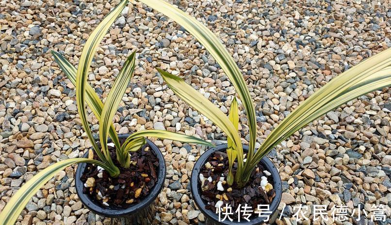 喷洒|兰花叶片上有灰尘，怎么清洗比较好？内行人：方法还真不少