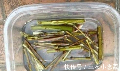 柳树|这是“天然”生根剂,路边捡一把,泡在水里,生根快速,浇花也旺