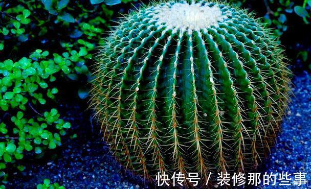 花草|有院不栽狼牙棒!5种花草植物都属于“狼牙棒”,你家栽种了吗?