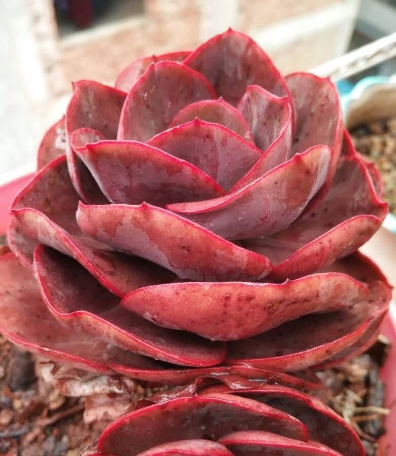 多肉|五月六月别忘了“叶插多肉”,生根快长得快,又萌又多成功率高