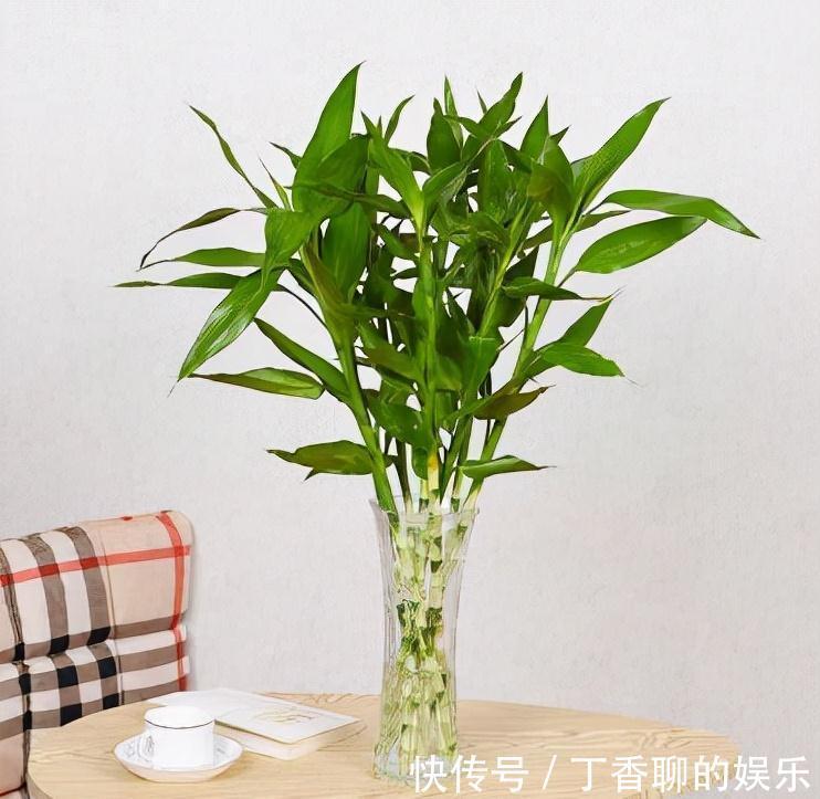 农历9月18霜降后,养什么花?家里养3种花,平安喜乐福泰安康